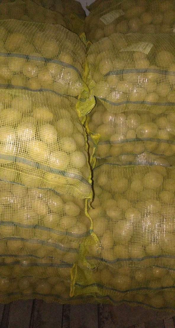 Agria Patates Tohumu 1 Kg - 3
