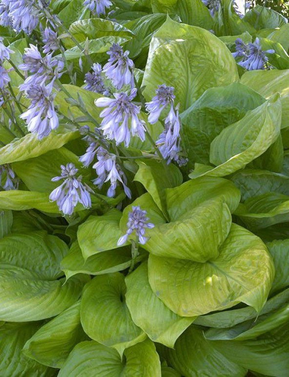 AĞUSTOS ZAMBAĞI HOSTA 30 ADET - 1
