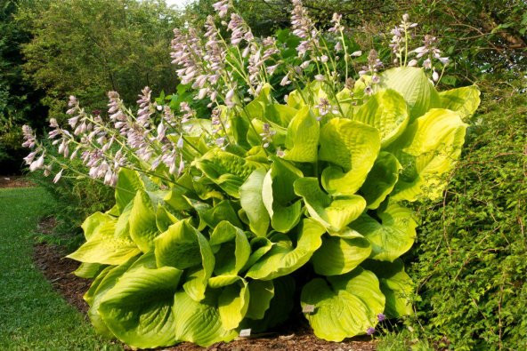 AĞUSTOS ZAMBAĞI HOSTA 30 ADET - 2