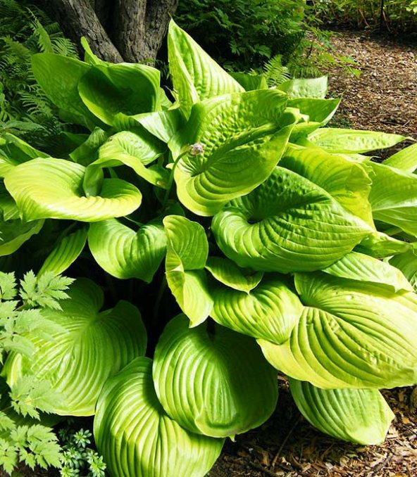 AĞUSTOS ZAMBAĞI HOSTA 30 ADET - 3