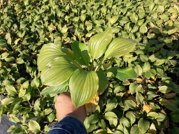 AĞUSTOS ZAMBAĞI HOSTA 30 ADET - 4