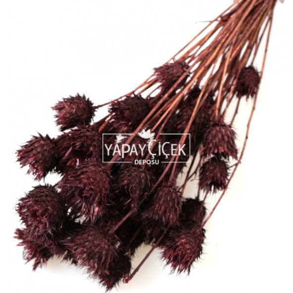 Kuru Çiçek Dikenli Çilek Demeti Kahverengi - 2