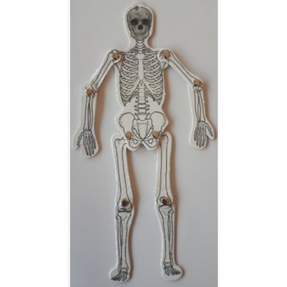İskelet Maketi Büyük Boy - 1
