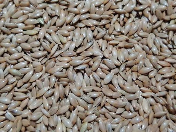 Çift Elekli Sade Kanarya Yemi 20 Kg.