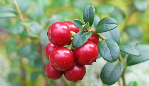3 Adet Dr. Phytofarma Kekreyemiş Tozu 160 Gr Glutensiz Hologramlı - 2