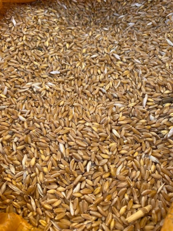 Karakılçık Atalık Tohum Buğday (kg)