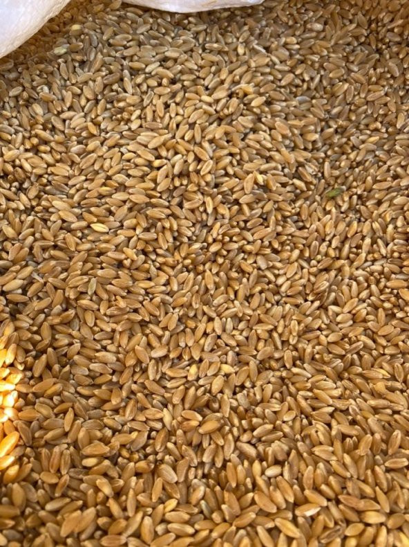 Atalık Tohum  Kızıltan Buğday (kg)