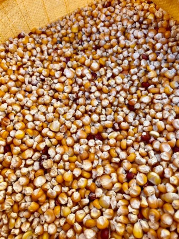 Atalık Tohum Çorbalık Mısır (kg)