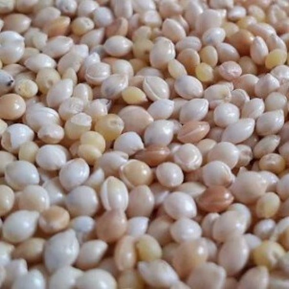 Muhabbet Kuşu Yemi Ak Darı (Beyaz Darı) 2,5 kg - 2