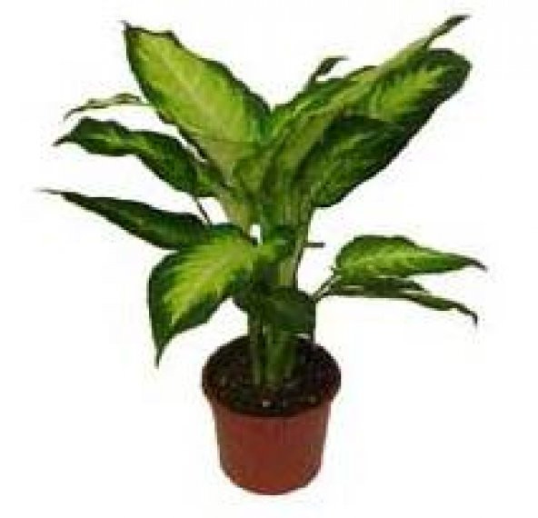 Difenbahya Camilla (Dieffenbachia Camilla) | 15'lik saksı | 30 - 40 cm