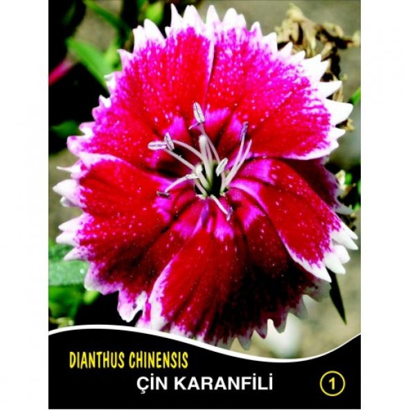 Çin Karanfili Çiçek Tohumu 1 - DIANTHUS CHINENSIS (~ Takribi 40 Tohum)