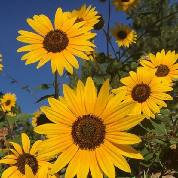 SÜS AYÇİÇEĞİ Tohumu Yerli Helianthus debilisHelianthus debilis 50 adet