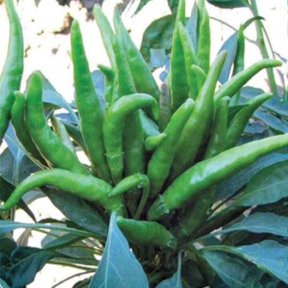 BİBER Tohumu Yerli YEDİVEREN YUKARIBAKAN 5 gram