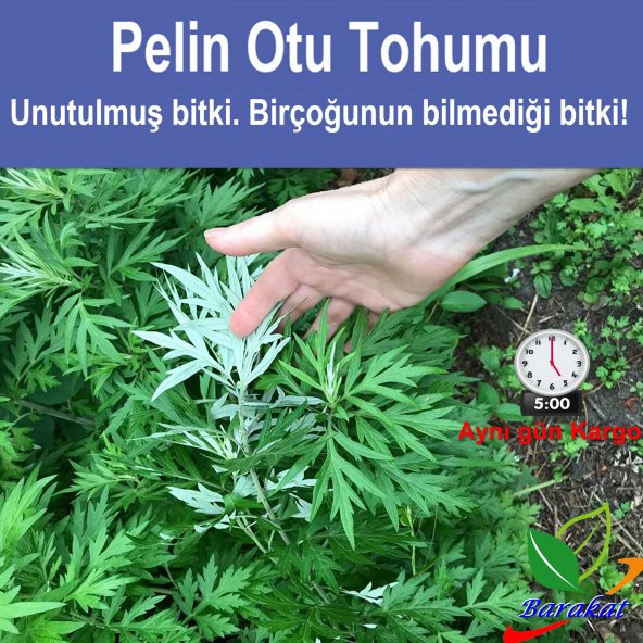 Pelin Otu Artemisia Tohumu 250 Adet + 3 LT Özel tohumu çimlendirme torfu