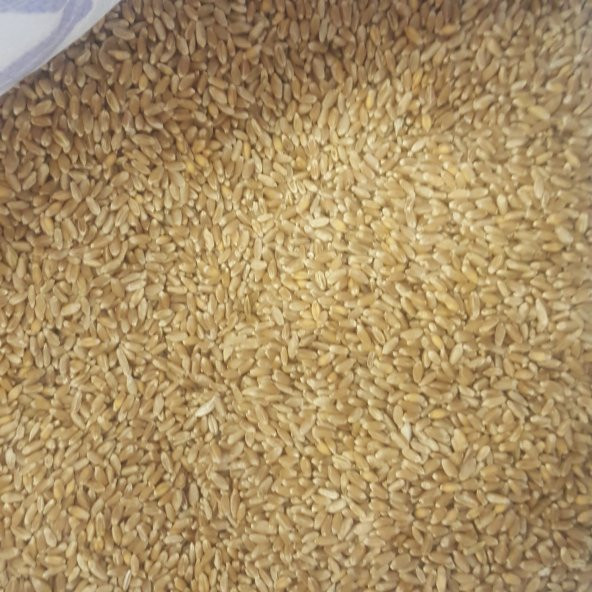 Tavuk, Güvercin Yemi Temizlenmiş Yemlik Buğday 25kg*5 Çuval - 2
