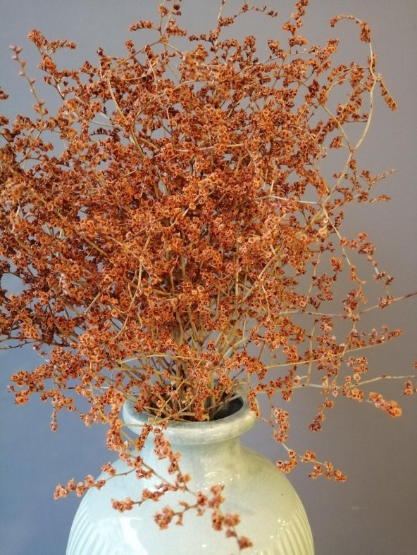 Şoklanmış Turuncu Deniz Otu(Tatarika) (Dökülme Yapmaz) ,Kuru Çiçek