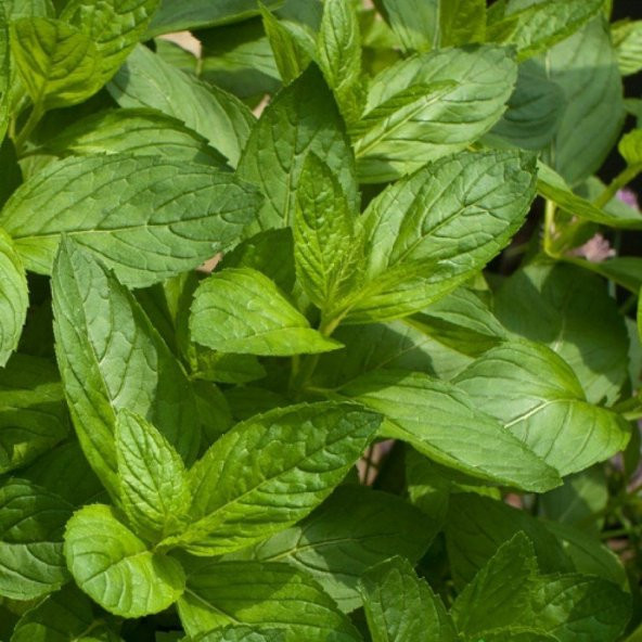 NANE  Tohumu Yerli Mentha 100 adet