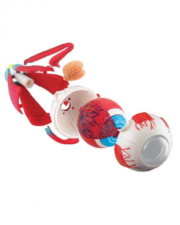 Göz Modeli 35 Parça 14 cm - 3