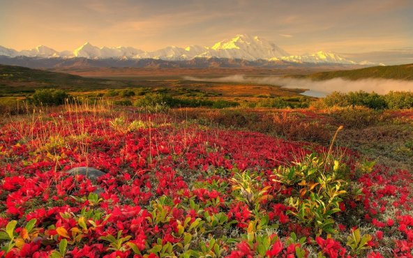 Tablosan Kırmızı Çiçekler Manzara Fotoğraf Kanvas Tablo - 2