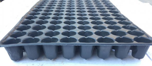 104 Gözlü Fide Ekim Viyolü 10 Adet - 4