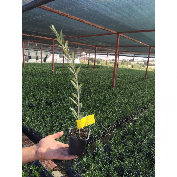 Serfiraz Arbequına Zeytin Fidanı 10 Lu Paket - 2