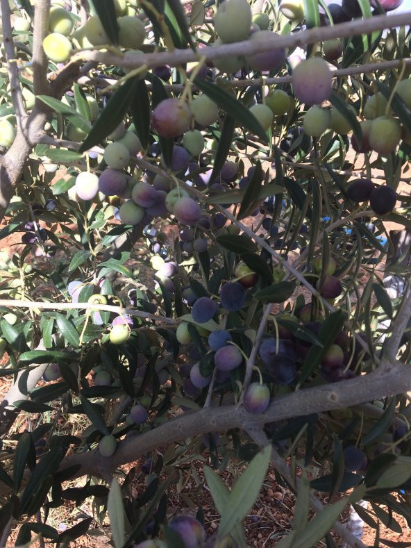 Serfiraz Arbequina Zeytin Fidanı 50'Li Paket