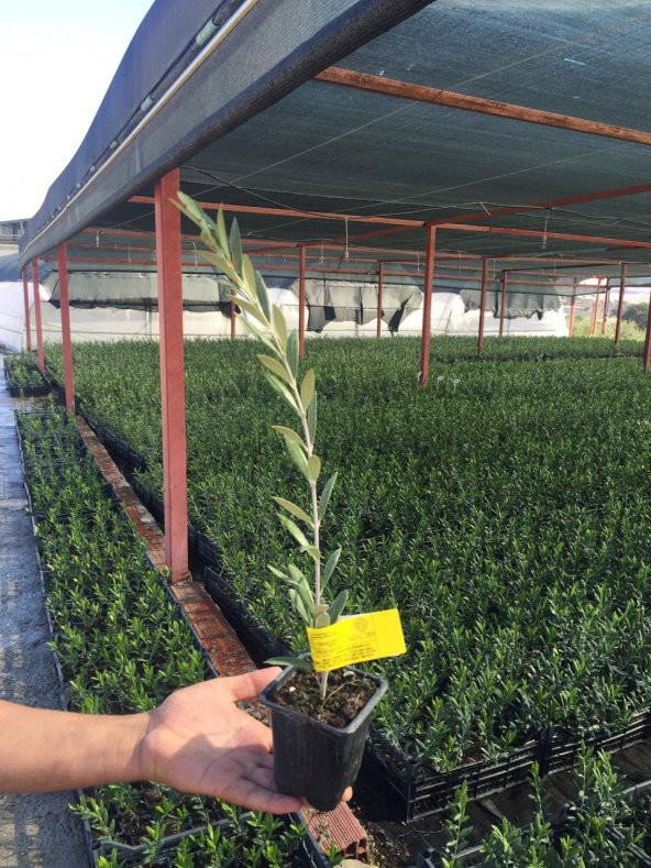 Serfiraz Arbequina Zeytin Fidanı 50'Li Paket - 2