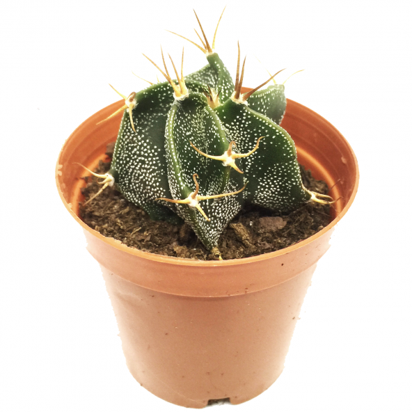 ASTOPHYTUM CAPRİCORNE KAKTÜS YENİ SERİ - 1