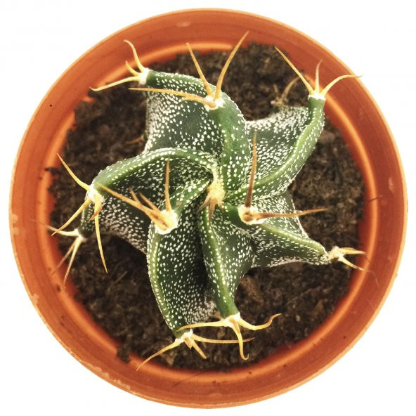 ASTOPHYTUM CAPRİCORNE KAKTÜS YENİ SERİ - 2