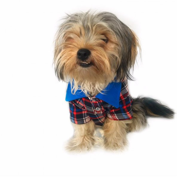 College Boy Polo Yaka Tişört  Köpek Kıyafeti  Köpek Elbisesi