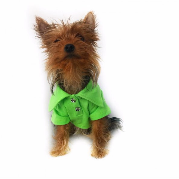 Parlak Yeşil Polo Yaka Tişört KöpekKıyafeti Köpek Elbisesi