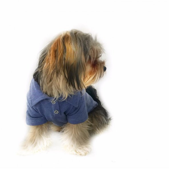 Mavi Polo Yaka Tişört KöpekKıyafeti Köpek Elbisesi - 4