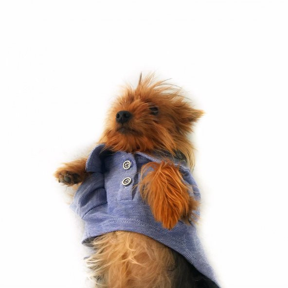 Mavi Polo Yaka Tişört KöpekKıyafeti Köpek Elbisesi - 7