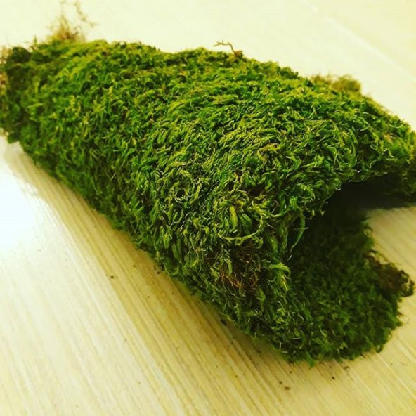 30x20cm Doğal Yosun Çim Kaya Yosunu Gerçek Bitki Solmaz Bozulmaz Teraryum