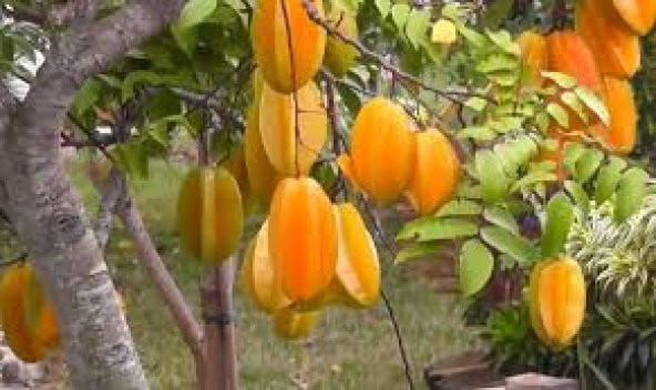 Karambola, Yıldız Meyvesi, Yerli Üretim - 2