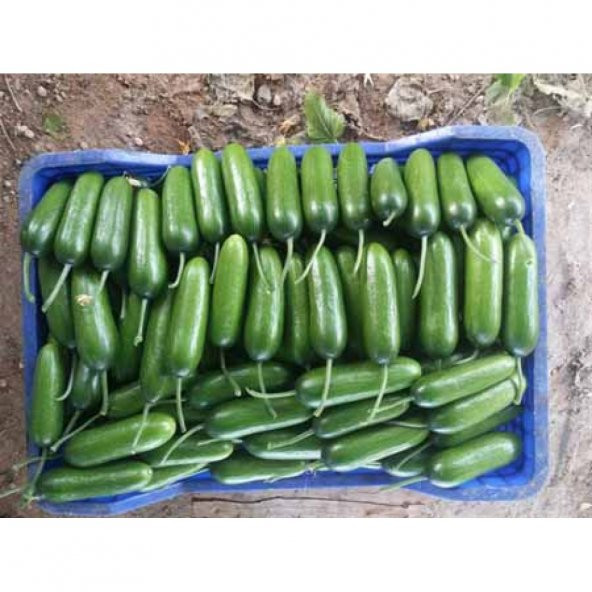 Salatalık - Hıyar Tohumu Kaliteli Verimli Küçük Tip - Paket 50 ad - 3