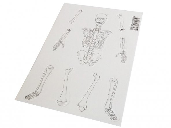 Hayal İskelet Modeli - Demonte - 10 Paket - 2