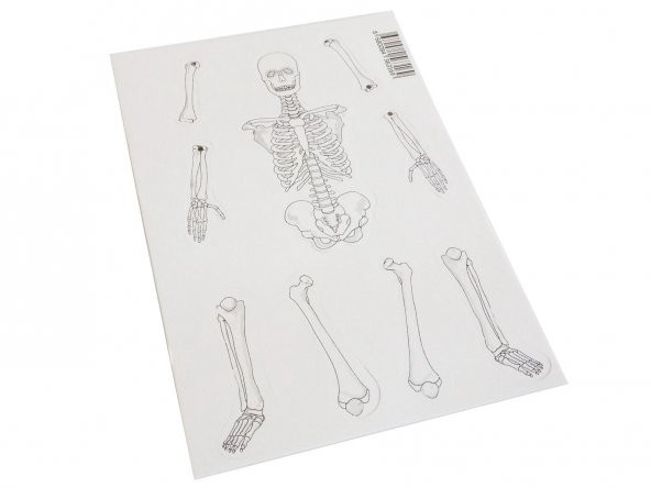 Hayal İskelet Modeli - Demonte - 10 Paket - 3
