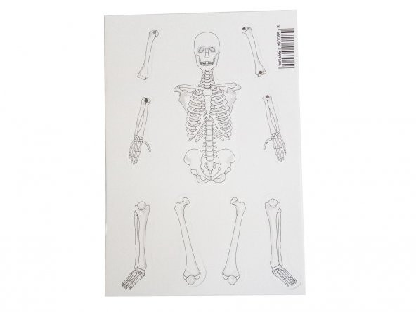 Hayal İskelet Modeli - Demonte - 10 Paket