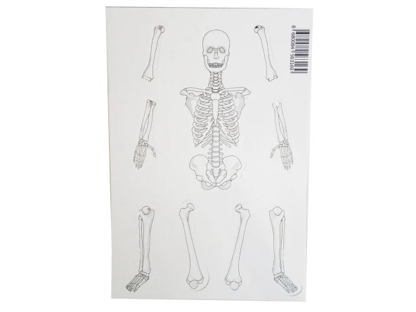 Hayal İskelet Modeli - Demonte