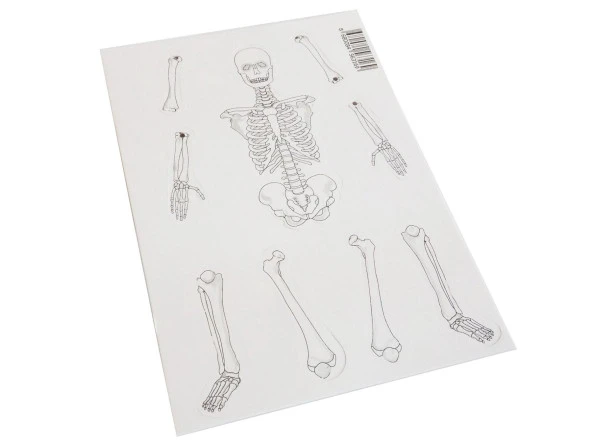 Hayal İskelet Modeli - Demonte - 2