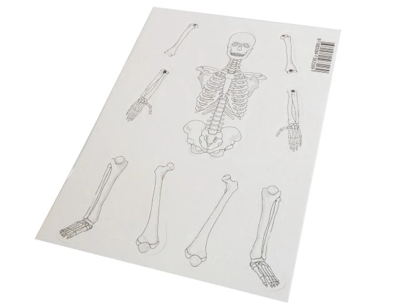 Hayal İskelet Modeli - Demonte - 3