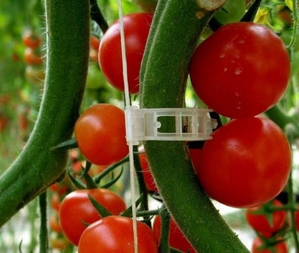 50 Adet Şeffaf Domates, Sarmaşık Klipsi Bitki Klipsi