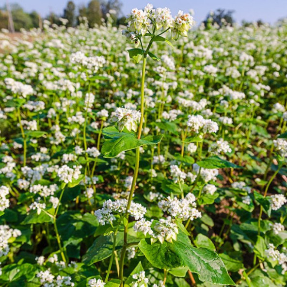 KAPPADOKİA, GREÇKA ( KARABUĞDAY ) UNU - 1 KG - 3