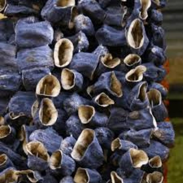 ANTEP PATLICAN KURUTMASI 1 DİZİM (45-50 ADET)