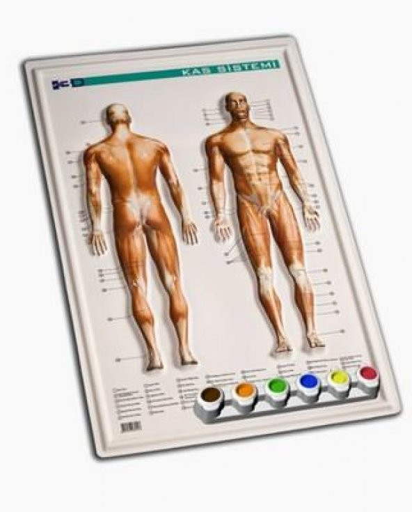 Gürbüz Kabartma Kas Sistemi 35x50