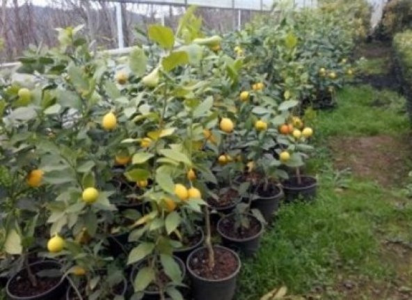 Tüplü Yediveren Aşılı Limon Fidanı Yaklaşık 2 Yaşında, 120 cm boyunda - 3