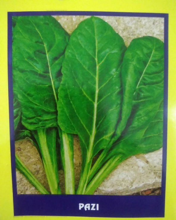 Pazı Sebze Tohumu 20 gr