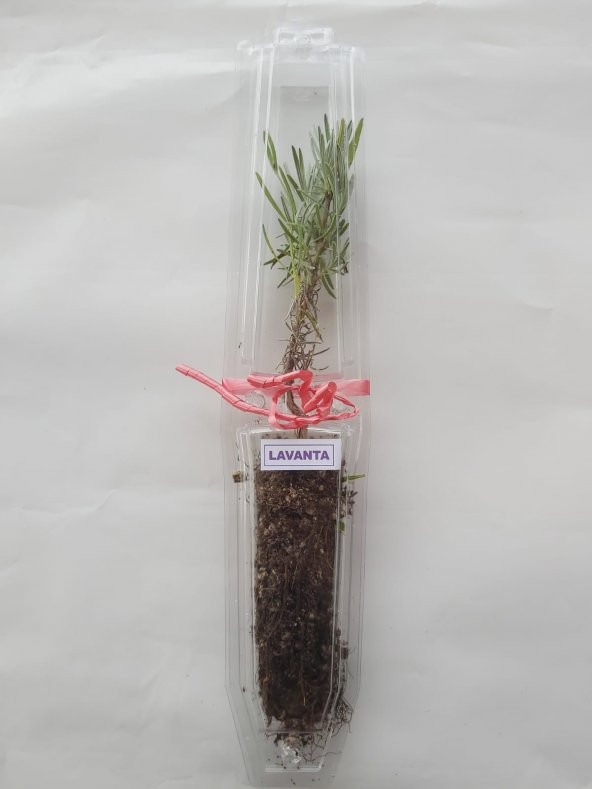 Lavanta fidanı (Lavandula angustifolia)