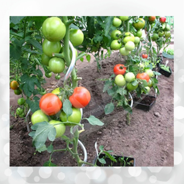 10 Adet 150 Cm Metal Spiral Bitki Destek Çubuğu Fidan Bağlama Teli ve Çiçek Teli - 5